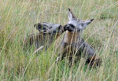 Bat-Eared Foxes, Maasai Mara, Kenya