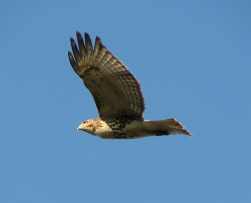 Immature Red Tailed Hawk
