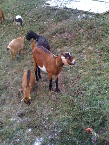 cutest of the goats on Capitol Hill?
