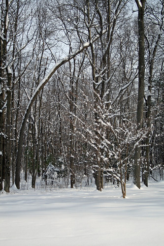 Snowy trees in Southborough, MA