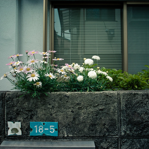 18-5 Wall Flowers