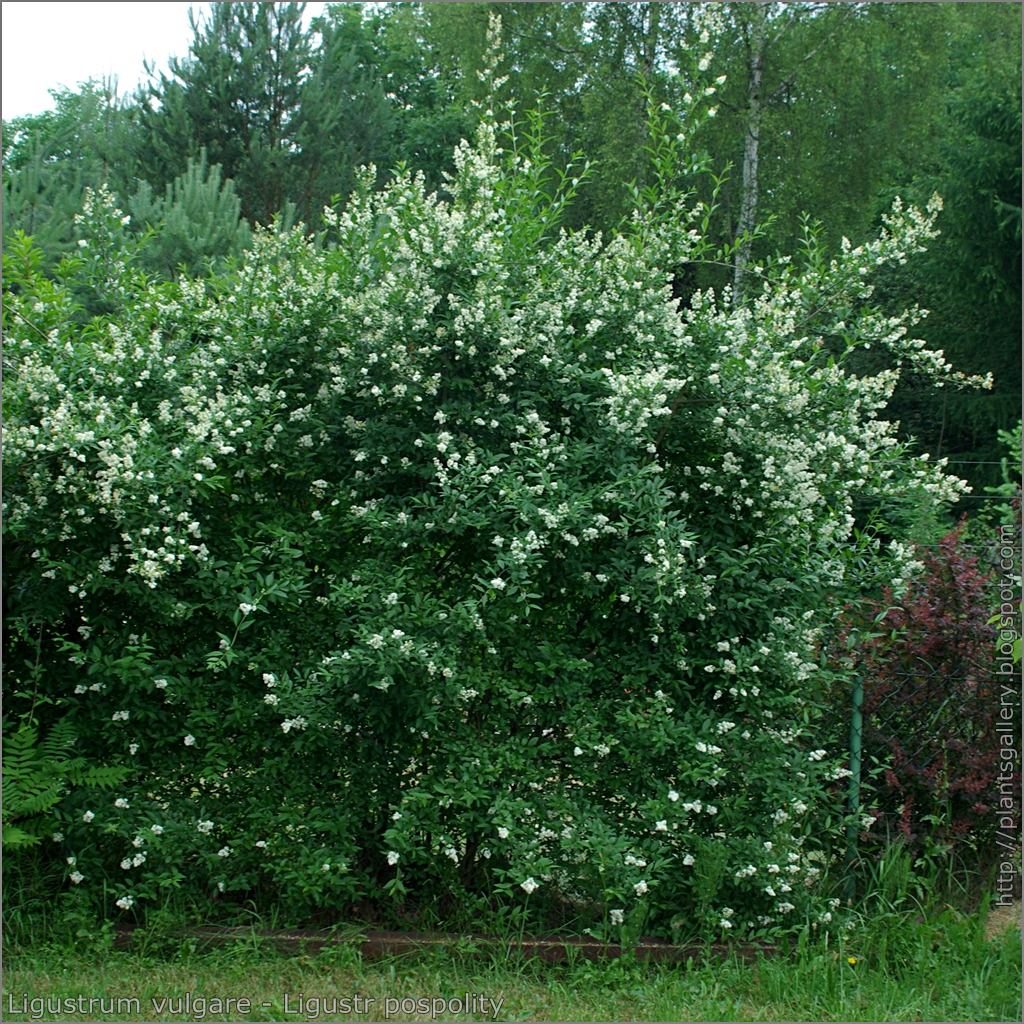 Ligustrum Vulgare Plant