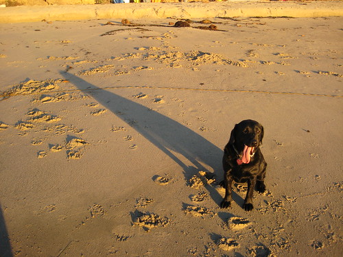 little dog, big shadow