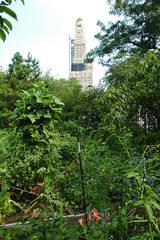 Brooklyn Bear's Garden