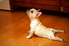 Si-Lay... practicing Yoga ...賽雷練瑜珈 ... by Artodin