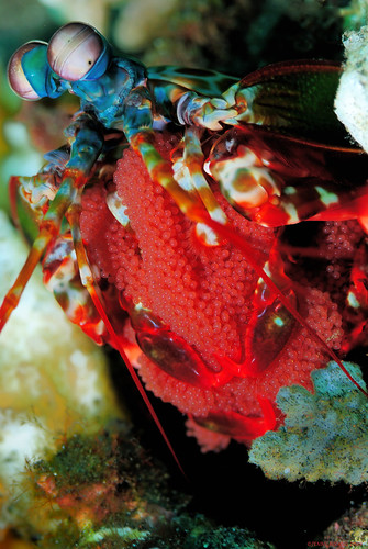 mantis shrimp hold eggs