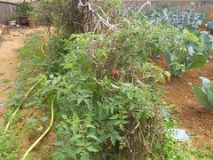 tomato plants december hania chania