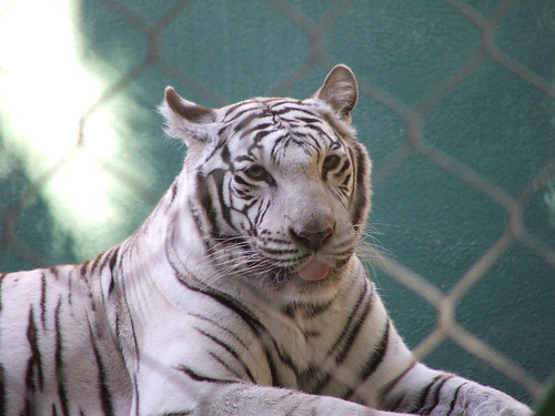 deformed white tiger pictures. White Tiger in Siegfried