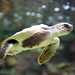 Castellamare del Golfo, liberate tartarughe caretta-caretta sulla spiaggia di Guidaloca