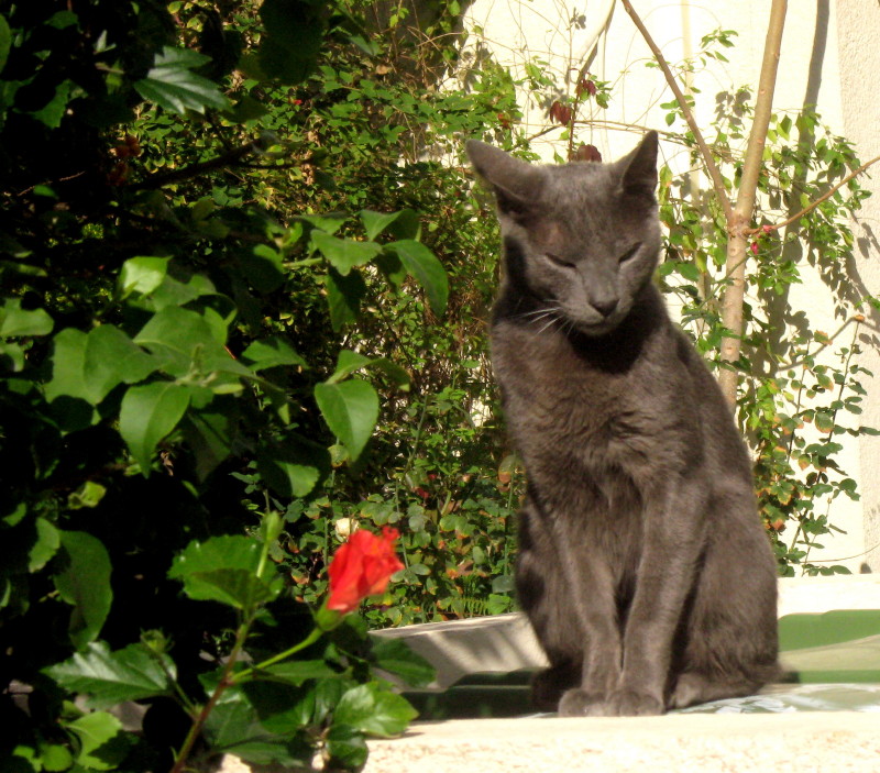2-1-2009-kittycat-sunbathing