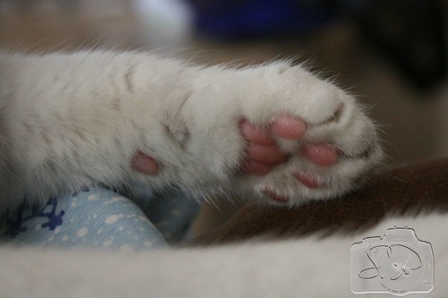 2/365 - Colors paw