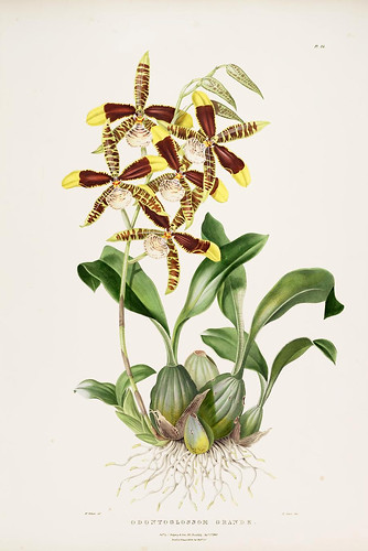 008- Orquideas de Mexico y Guatemala