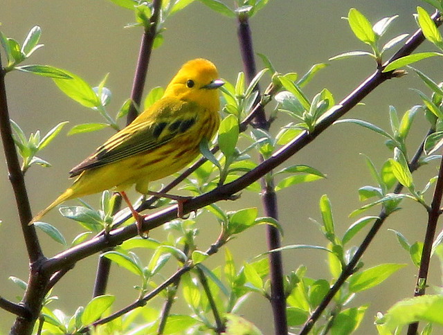 Yellow Warbler male 20110511