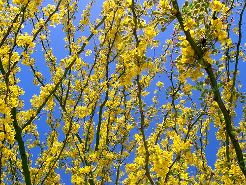 Palo Verde Blooms & Blue Sky