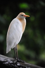 Kuala Lumpur Bird Park 2008 (2)- Egret