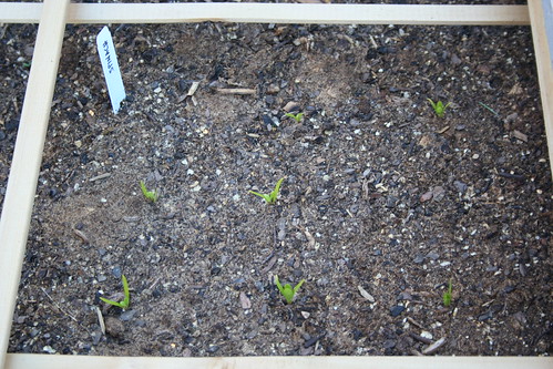 2008-06-11_04_spinach