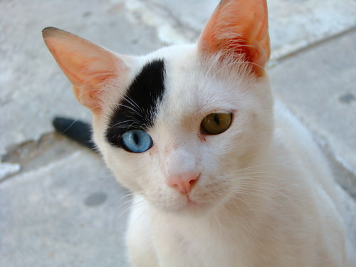 Odd-eyed cat by ihasb33r, on Flickr