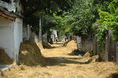 Hay drying streets