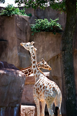 Giraffes in Love?