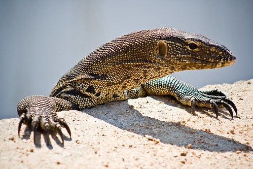 Lizard at Kruger