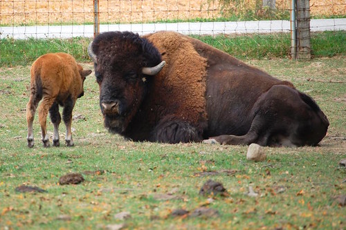 Bison calf and adult