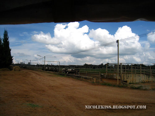 farm chokchai cows