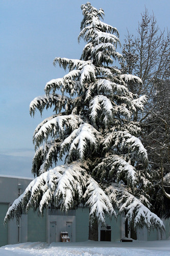 snow_tree_work