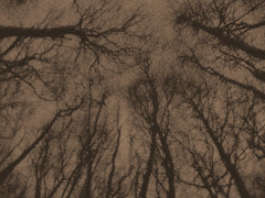 Camborne Haunted Woods 12/08 (by spectrefloat)