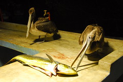 Pelicans at Night
