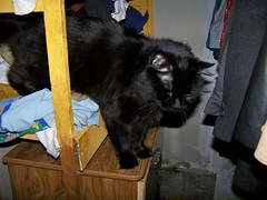 Cat on the closet shelf
