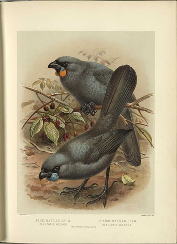 Blue-Wattled Crow - (Glaucopis wilsoni) -- Orange-Wattled Crow (Glaucopis cinera)