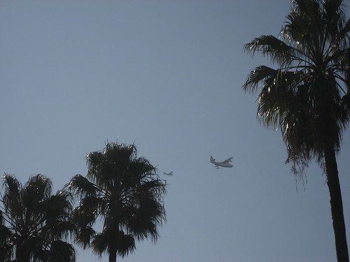 palms and planes