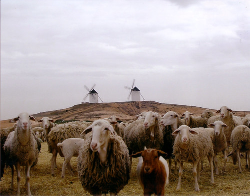 La Mancha: ovejas y molinos.