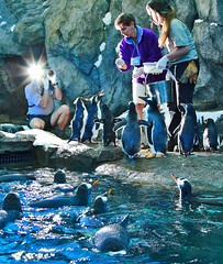 Penguin Feeding @ Calgary Zoo