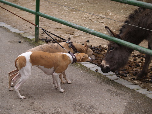 Tiergarten Nymphea: Nisha und Coco im Gespräch mit eim Esel