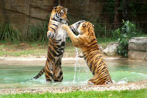 Images Of Tigers Fighting. Tigers Fighting