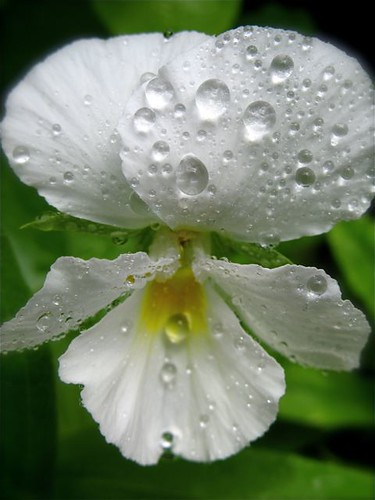 water droplets flower friend