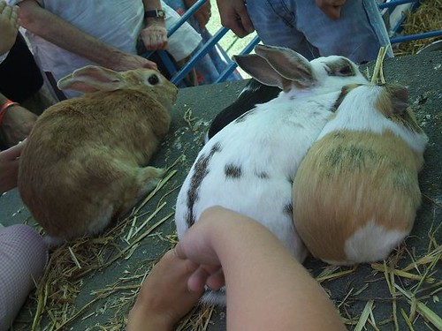 Vauxhall farm bunnies