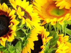 Locally Grown Sunflowers - (c) Sienna Wildfield