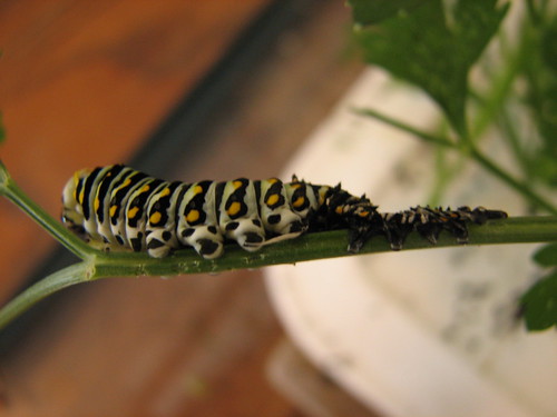 molting caterpillar
