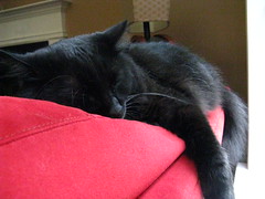 Huggy Bear zonked out on the back of the couch