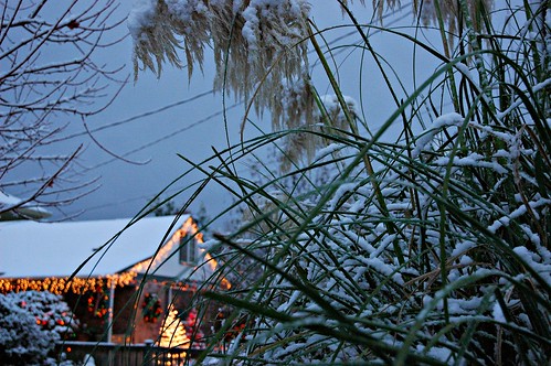 Pampas grass heavy with snow, Christmas Tree, Greenwood, Seattle, Washington, USA