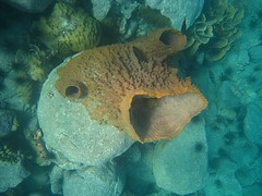 Chimney Sponge