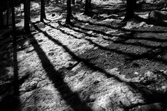 trees & shadows, © Monika Andrae