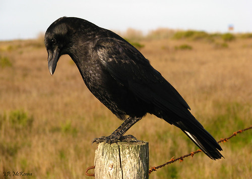 American crow - corvus brachyrhynchos, a creative commons image from jpmckenna on Flickr