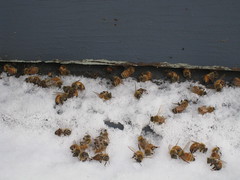 Hive Mind Beekeeping