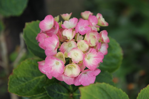 Hortensia Flowering