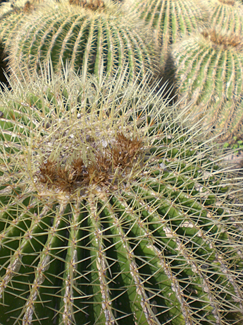 valencia-cactus