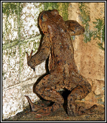 Froggy went a-courting (xollob58) Tags: macro animal spring flash frog warts toad makro blitz frosch tier frhling krte chickenskin breedingseason froggywentacourting paarungszeit photoshopcs3 warzen flickrgolfclub hhnchenhaut