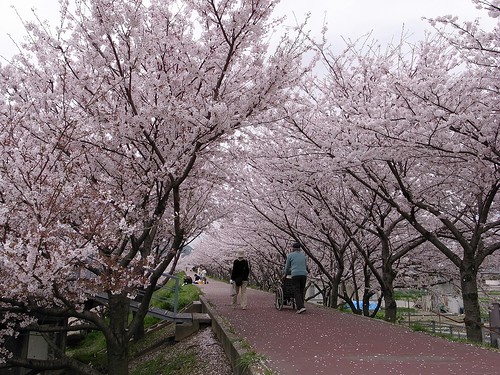 桜の道を散歩する